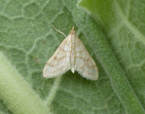 Paracorsia repandalis